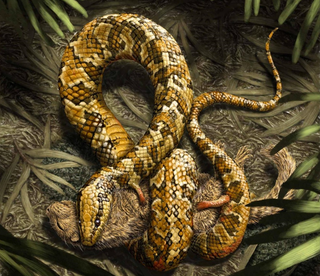 Previous research suggested that Tetrapdophis was a land creature that used its tiny limbs not for walking, but to grasp prey. New research shows this interpretation may be incorrect, and that these limbs were used for swimming. (Image: Julius T. Cstonyi)